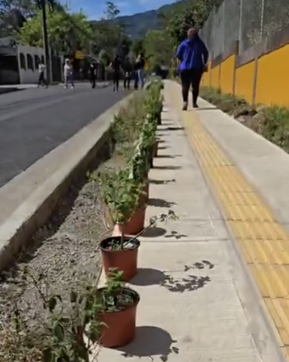 Vecinos agradecen al Gobierno Local por embellecimiento de Calle Macho Madrigal