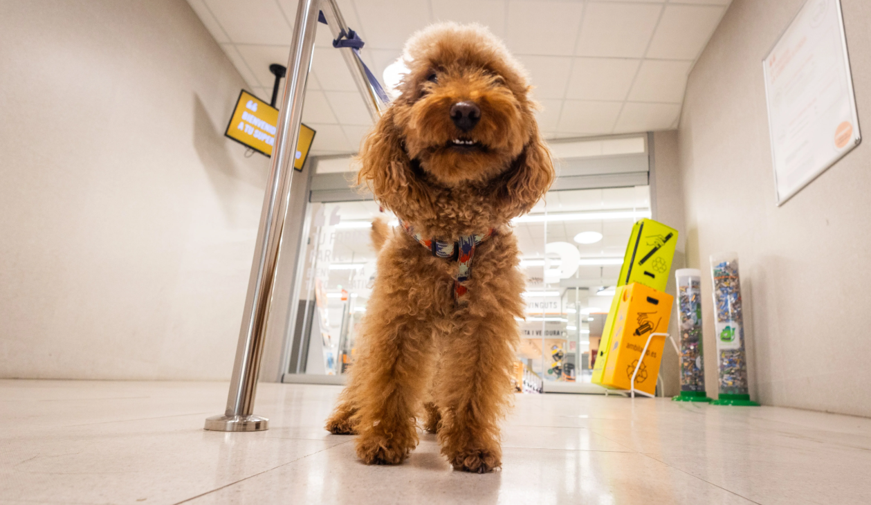 Ministerio de Salud refuerza regulación sobre ingreso de mascotas a comercios