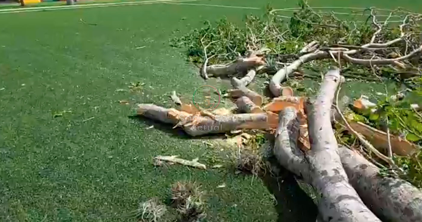 Árbol cae esta tarde en el Parque de Santa Ana y Gobierno Local anuncia tala preventiva por seguridad